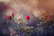 Jesienny ogród i czerwone róże