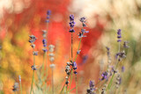 Fototapeta Lawenda - Jesienny ogród i kolorowe rośliny, lawenda