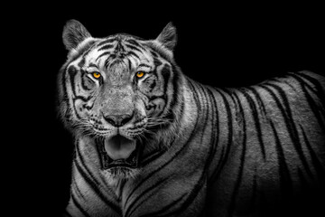 Wall Mural - A Bengal tiger at the Vinpearl Safari park., in black and white with intense orange eyes. 