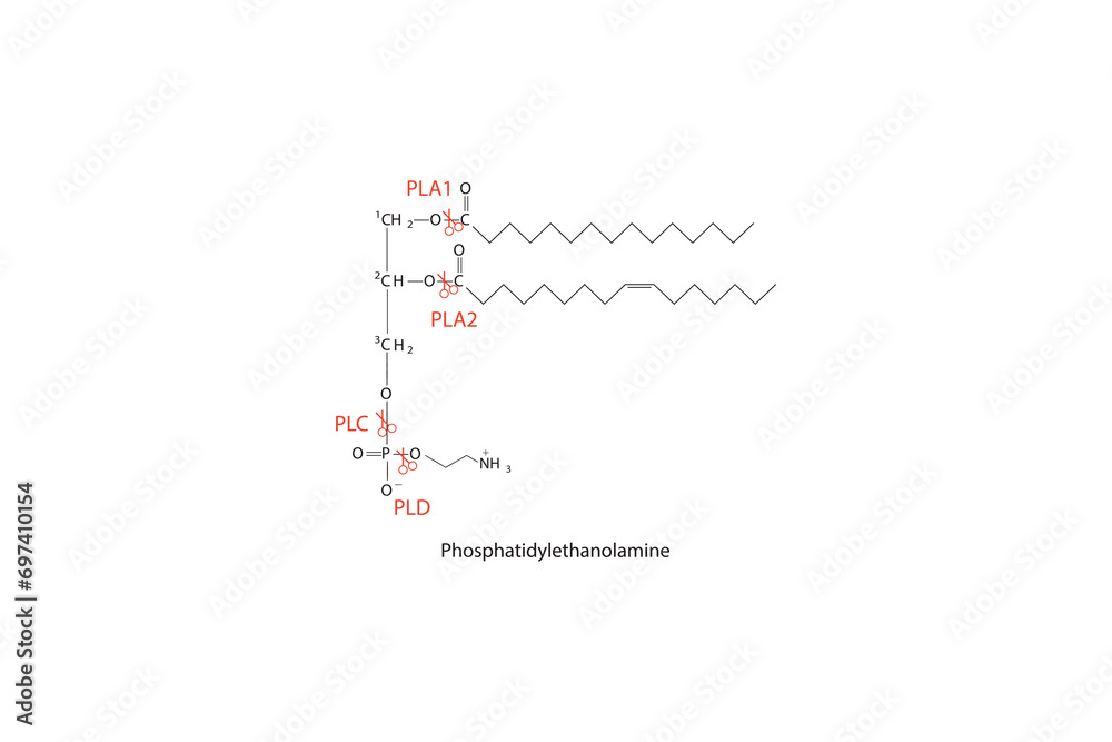 Pld Structure Diagram showing cleavage sites of phospholipases - PLA1, PLA2, PLC, PLD ...