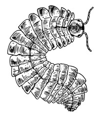 Arthropleura - vector illustration of extinct animal