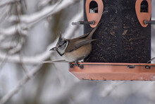 A Crested Tit Bird (Lophophanes Cristatus) Sits On The Edge Of A Feeder With A Sunflower Seed In Its Beak
