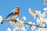 Fototapeta Mapy - A baby bluebird perched on a blossoming branch, its tiny wings showcasing the beauty of nature's delicate creations. The bluebird's presence adds a touch of serenity to the blooming spring landscap
