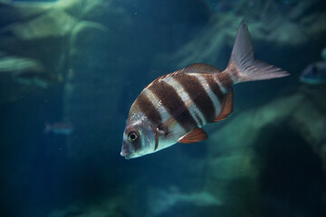 Wall Mural - Exotic fish in an aquarium