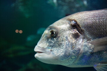 Wall Mural - Exotic fish in an aquarium