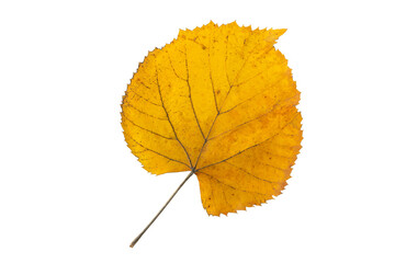 Wall Mural - yellow linden tree leaf isolated transparent png. autumn season flying lime-tree heart shaped foliag