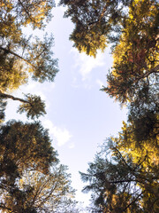 Looking up the trees