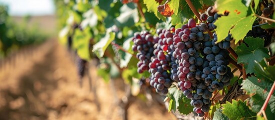 Wall Mural - Ripening Tempranillo grapes in a vineyard in La Rioja, Spain.