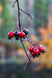 Dew drops on red berries with autumn leaves backgrounds