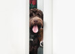 Two dogs looking through open door from bathroom. Cute bonded puppy dog friends checking up on pet owner. Funny dog behavior opening doors. Female Labradoodle and female Harrier mix. Selective focus.