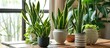 Snake plant and devils Ivy complement well-decorated homes or apartments.