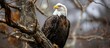 Bald eagle perching on lifeless tree.