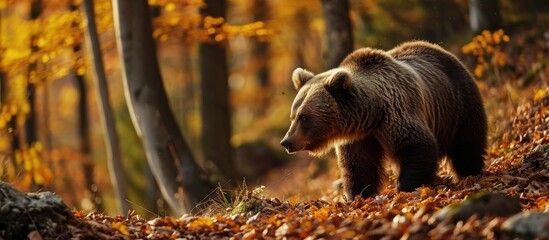 Sticker - Autumn image of a brown bear searching for food in a European forest.