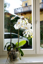 Blooming White Phalaenopsis Orchid With Aerial Roots On The Window