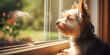 Yorkshire Terrier Perfection Image Little dog of breed Yorkshire terrier in the window ,