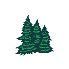 Wall Mural - Cartoon of Pine Evergreen Fir Hemlock Spruce Conifer Cedar Coniferous Cypress Larch Trees Forest