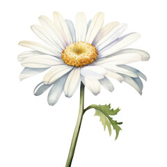 Poster - white daisy watercolor isolated on white or transparent background 