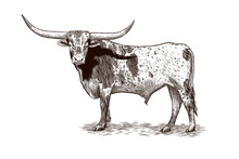 Texas Longhorn Vector Illustration In Vintage Style