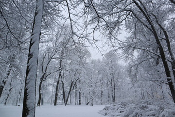 Park is covered with snow on a cloudy and frosty winter day. Beautiful natural background, natural pattern for the cold season.