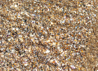 Wall Mural - Seashells in the sand on the seashore as an abstract background. Texture