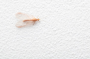 Sticker - Fly on a white wall. Macro