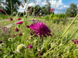 © KristineRada - The Macedonian scabious (Knautia macedonica) growing in a garden and blooming with dark red flower