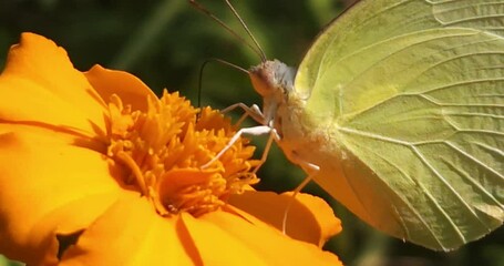 Wall Mural - Catopsilia pyranthe Butterfly Feeding On Flower