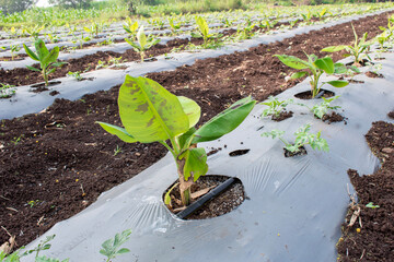 Wall Mural - small banana grows plant on farm, Small banana tree on natural background