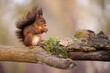 The European red squirrel (Sciurus vulgaris) is a rodent of the Sciuridae family widespread in Europe, but also in Asia.