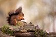 The European red squirrel (Sciurus vulgaris) is a rodent of the Sciuridae family widespread in Europe, but also in Asia.