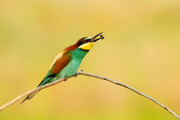 Canvas Print - European bee-eater, Merops apiaster, with a dragonfly in its beak.