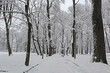 Winter snowfall and park trees are covered with white snow. Beautiful landscape in Mikhailovsky Park in St. Petersburg (Russia) on a cloudy snowy day.