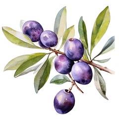 Illustration of a purple olive branch with green leaves, painted using watercolor technique, isolated on a white background. Purple olive vector