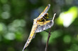 Dragonfly Nature Sky Macro Insects Forest