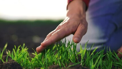 Wall Mural - agriculture farmer hand. man farmer working in the field inspects the crop wheat germ natural a farming. harvesting concept business. farmer hand touches green wheat crop germ agriculture industry