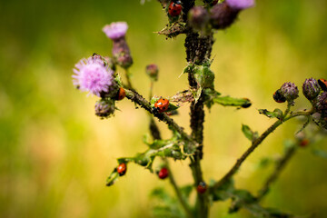 Wall Mural - ladybugs sitting on the flowers