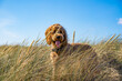 closeup panorama panorama shot of happy dog in the grass