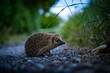 hedgehog on forest trail in the evening