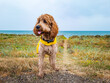 golden doodle with rain coat at the beach