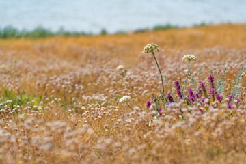 Wall Mural - field of flowers at the esa