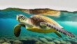 an endangered hawaiian green sea turtle cruises in the warm waters png isolated