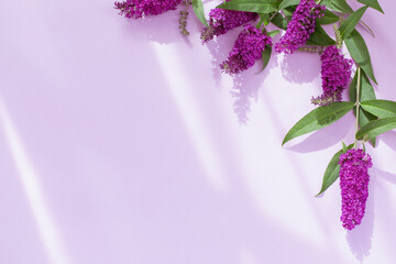 Wall Mural - summer lilac flowers on purple paper background