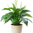 Spathiphyllum (Peace Lily) plant in transparent PNG format
