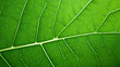 © raulince - Macro Shot of Vivid Green Leaf - Ideal for Natural Energy Designs