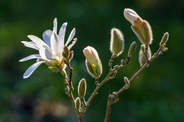 Wall Mural - magnolia stellata flower. white flower star magnolia bloom on magnolia tree.