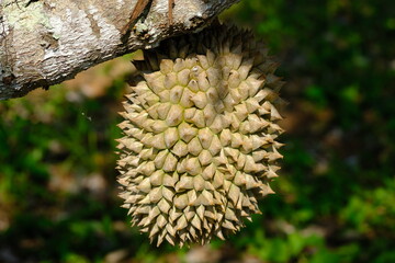 Wall Mural - Durian is the name of a tropical plant originating from Southeast Asia, the name of its edible fruit. Durio is the name of the durian genus; belongs to the Malvaceae family. Helicteroideae.