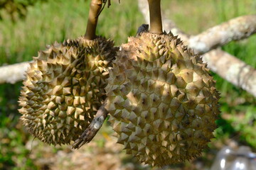 Wall Mural - Durian is the name of a tropical plant originating from Southeast Asia, the name of its edible fruit. Durio is the name of the durian genus; belongs to the Malvaceae family. Helicteroideae.