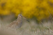 Magellanic Snipe (Gallinago paraguaiae magellanica) foraging in a grassy meadow on Bleaker Island in the Falkland Islands.