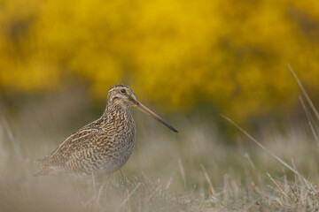 Wall Mural - Magellanic Snipe (Gallinago paraguaiae magellanica) foraging in a grassy meadow on Bleaker Island in the Falkland Islands.