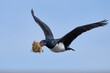 Rock Shag (Phalacrocorax magellanicus) in flight carrying pieces of tussock grass for its nest on Bleaker Island in the Falkland Islands